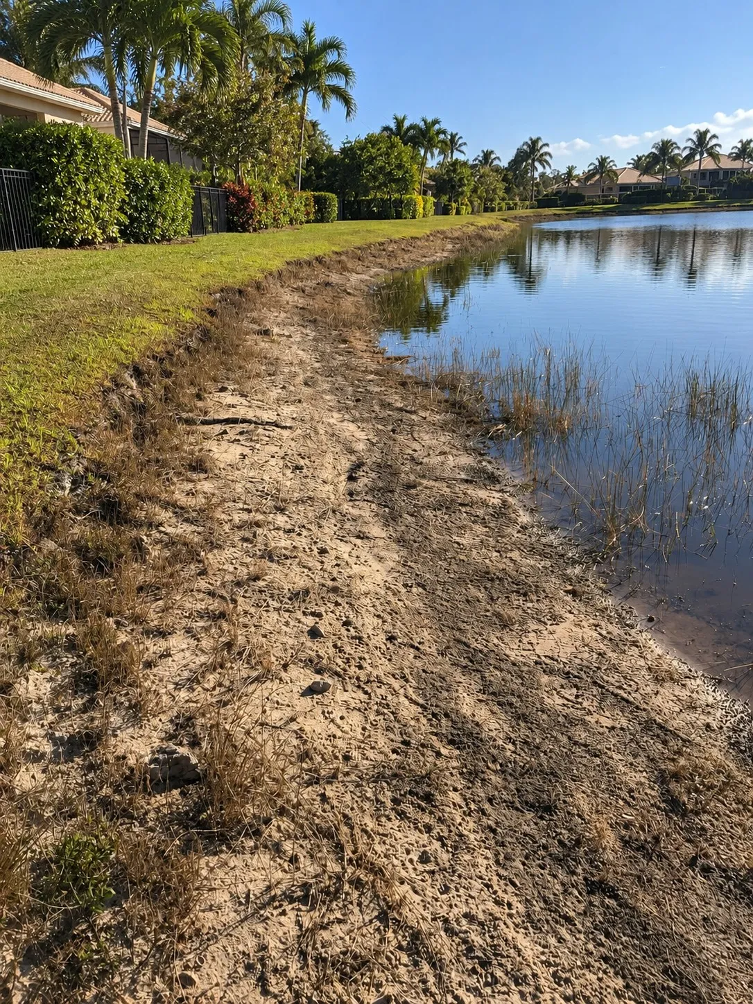 A wide strip of bare sand and dead grass between a lawn and a lake, with reeds standing in the shallow water.